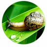 Регенерирующая эмульсия д/лица MISSHA Super Aqua Cell Renew Snail Essential Moisturizer
